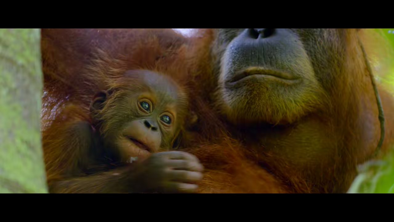 Secret Lives of Orangutans (2024) NF WEB-DL Hindi + English 720p 10bit HEVC DDP 5.1 MSub.mkv.0001